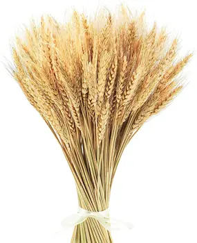 17.7 инча сушени пшенични стъбла - идеални за Коледа, есен Ден на благодарността реколта 100% натурална пшеница сватба Boho Farmhouse