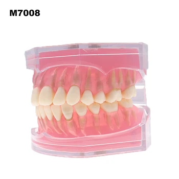 Dental Typodont Practice Подвижни зъби Модел Soft Gum M7008