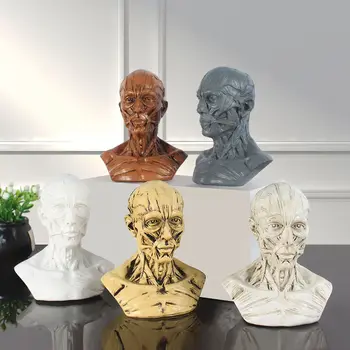 Creative 5Colors човешки мускулен скелет мускулна глава модел череп анатомия скулптура изкуство скица медицински учебни консумативи на едро